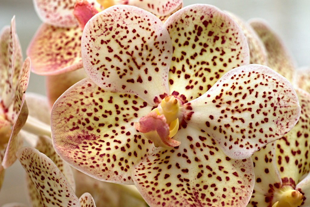 orchideeën orchidee orchideeen hdr bloem Orchidaceae natuur flora bloemen orchis sierbloem sierplant phalaenopsis orchidaceae